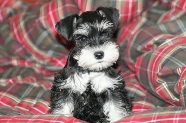 toy schnauzer puppies near me